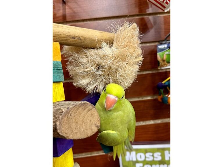 Available Pets Petland Bolingbrook, IL