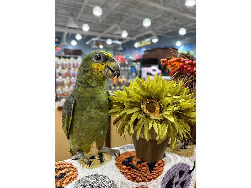 Available Pets Petland Bolingbrook, IL