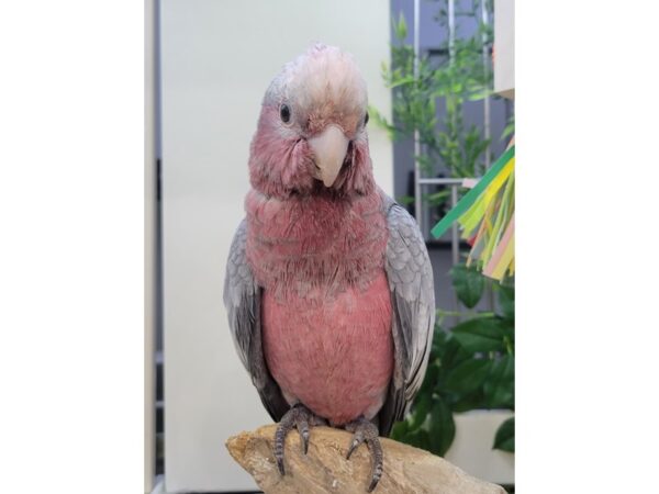 [#21631] Female Rose Breasted Cockatoo Birds for Sale
