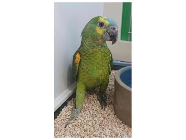 [#21638] Green, blue front. Female Blue Fronted Amazon Birds for Sale