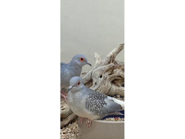 [#21641] Dove Birds for Sale