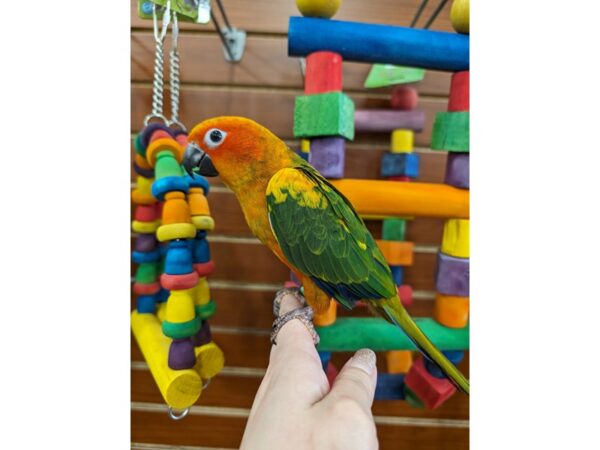 [#21643] Red, orange, yellow, green, blue Female Red Factor Sun Conure Birds for Sale