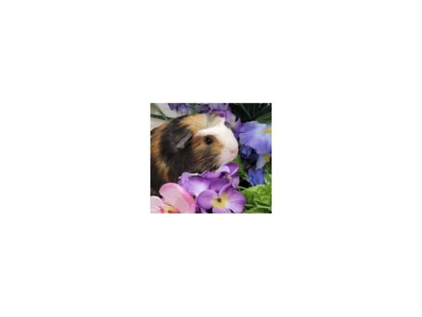 [#21547] Guinea Pig Small Animals for Sale