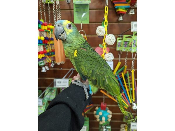 [#21644] Green, blue, yellow Male Blue Fronted Amazon Birds for Sale