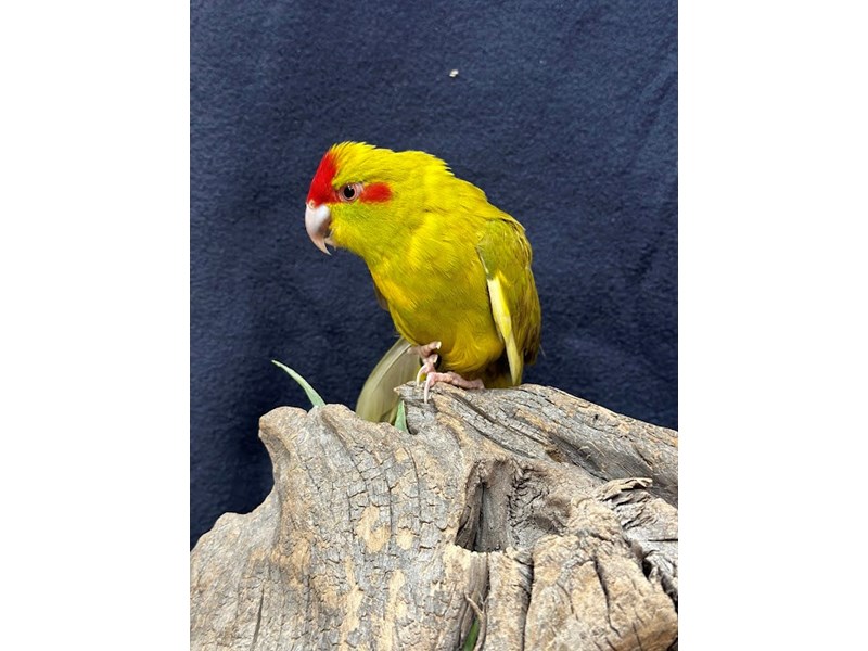 Petland Bolingbrook, IL Pet Store Premium Pets & Pet Supplies