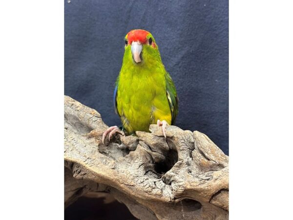[#21650] Green Female Kakarikis Birds for Sale