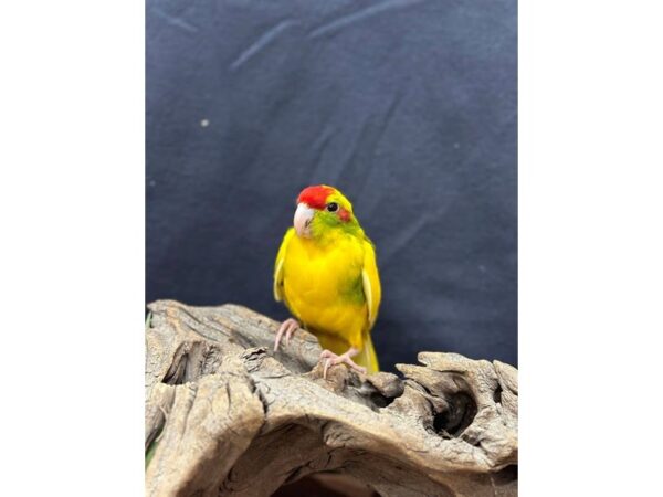 [#21651] Green heavy pied Male Kakarikis Birds for Sale
