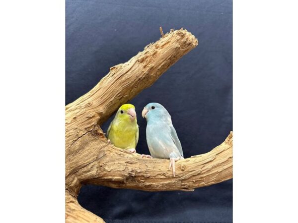 [#21655] green and blue parrotlet Birds for Sale