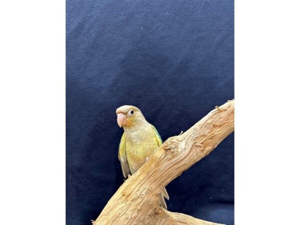 [#21646] Pineapple Turquoise Female Green Cheek Conure Birds for Sale