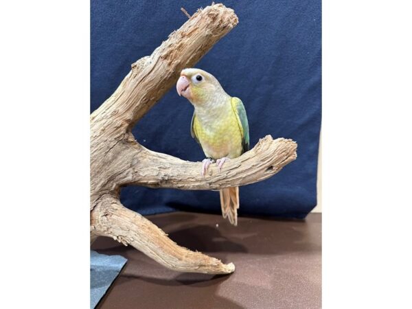 [#21647] Pineapple Turquoise Male Green Cheek Conure Birds for Sale