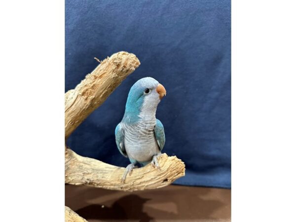 [#21642] Quaker Parrot Birds for Sale