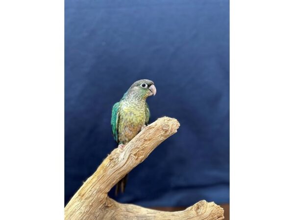 [#21648] Yellowside Turquoise Female Green Cheek Conure Birds for Sale