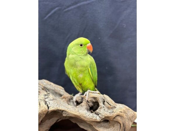[#21652] Green Male Indian Ringneck Parakeet Birds for Sale