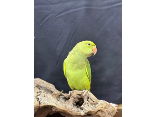 [#21653] Green Male Indian Ringneck Parakeet Birds for Sale