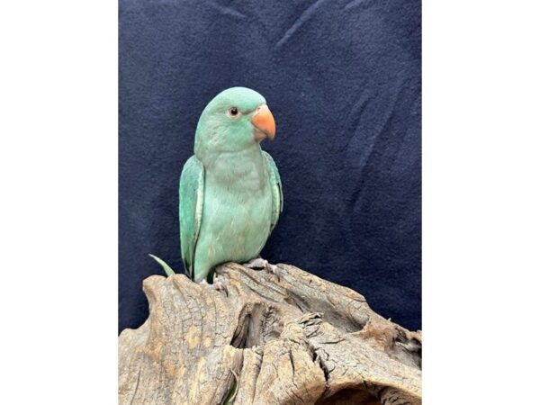 [#21654] Emerald Female Indian Ringneck Parakeet Birds for Sale