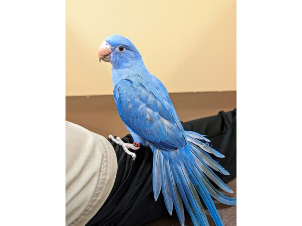 [#21656] Violet Female Indian Ringneck Parakeet Birds for Sale