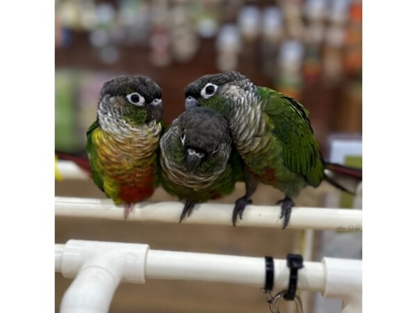 [#21639] Green Cheek Conure Birds for Sale