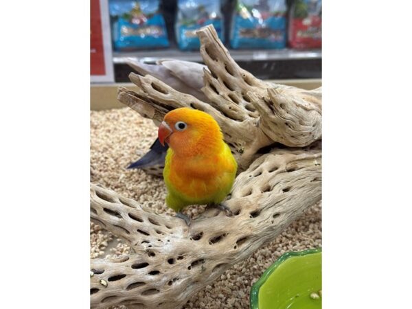 [#21674] orange, green lovebird Birds for Sale