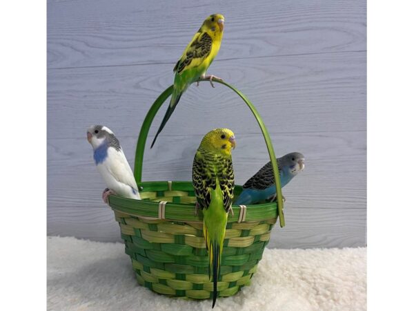 [#21540] Parakeet/Budgie Birds for Sale