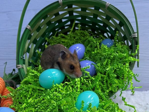 [#21543] Hamster Small Animals for Sale