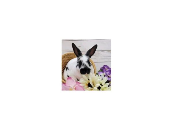 [#21546] Mini Rex Small Animals for Sale