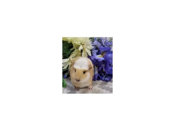 [#21548] Guinea Pig Small Animals for Sale
