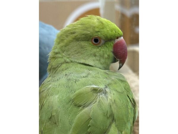 [#21687] Green Indian Ringneck Parakeet Birds for Sale