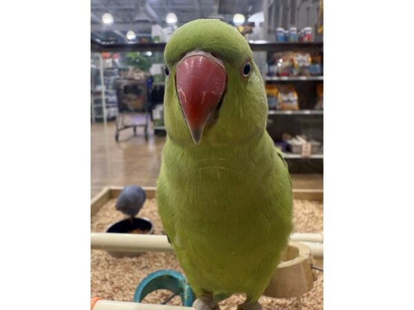 [#21689] Green Indian Ringneck Parakeet Birds for Sale